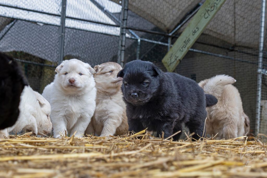 Des Merveilles Du Nord - Chien finnois de Laponie - Portée née le 24/02/2025