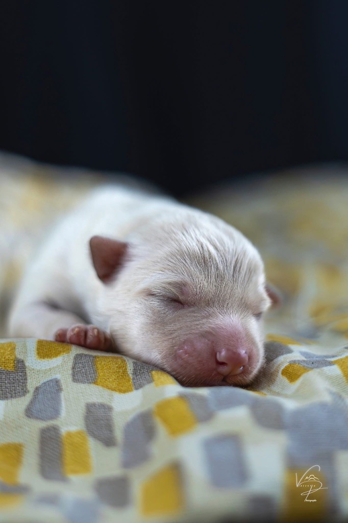 Des Merveilles Du Nord - Chiots disponibles - Chien finnois de Laponie