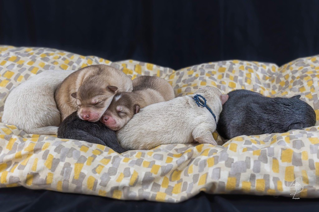 Chiot Chien finnois de Laponie Des Merveilles Du Nord