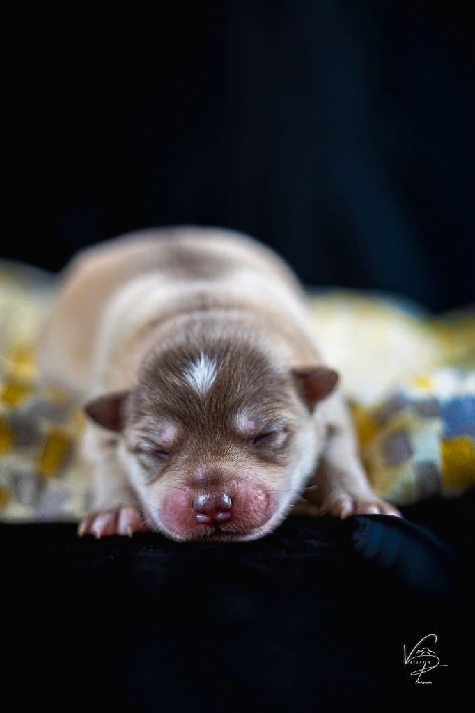 Des Merveilles Du Nord - Chiots disponibles - Chien finnois de Laponie