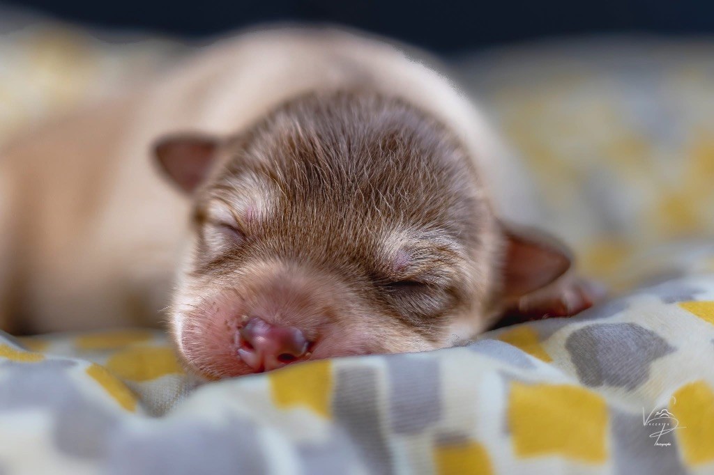 Des Merveilles Du Nord - Chiots disponibles - Chien finnois de Laponie